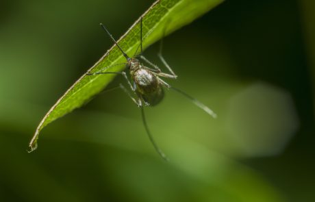 מפלס הדאגה עולה: יתושות נגועות בנגיף קדחת הנילוס המערבי נלכדו ברמת גן